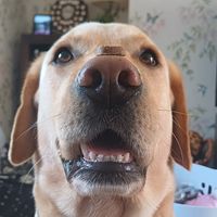 archie_thelabrador