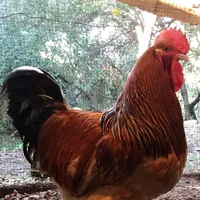 original sound - ali.hadwan