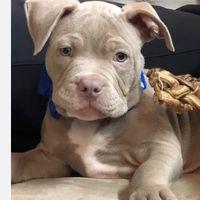 xlbullysandxlpitbulls