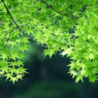 original sound - googoo888