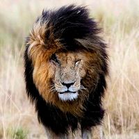 animal4442