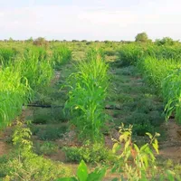 original sound - libanyared2