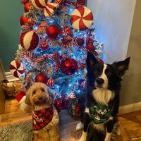 woodythebordercollie