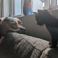 scoobyandluna101