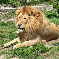 i.wildlifefoundation