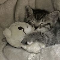 jjk_liazzvx