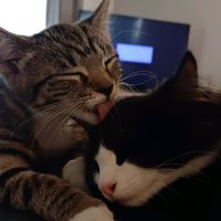 bubbles_and_boo