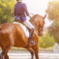 Equestrian fail audios