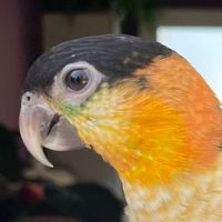 caique.gucciofc