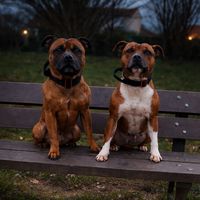 sayen_le_staffie