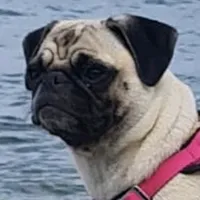 original sound - mopsnala