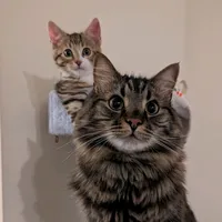 That cat is your entire world