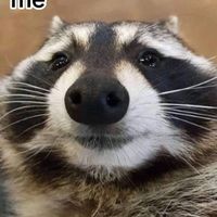 gooning_raccoon