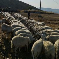 azienda_agricola_cavallo