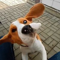 speedy_beagle