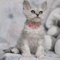 bluesapphirecats_tiktok