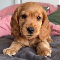cocker.spaniel.sophie