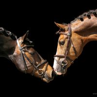 paarden_zijnte_gek