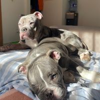 zeus.bully2