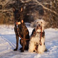 the.sportdogs