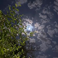 الصوت الأصلي