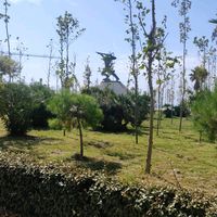 k9dogtrainerdeizy.19