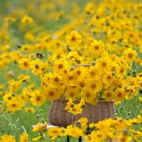 original sound - goodluck.9981