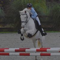 clara.horse