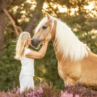 haflinger.lamore