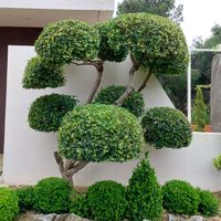 vama_gardens