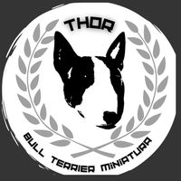 thorbullterriermini