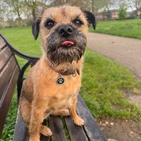 ronnieborderterrier
