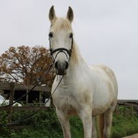 imogensequin3