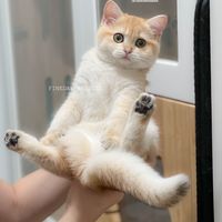 original sound - Coke SleepyC