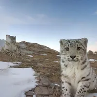 IF WE BEING REAL by YEAT