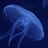 petjellyfish