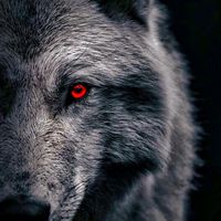 wolf_of_lilith