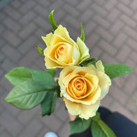 mi_lena.12