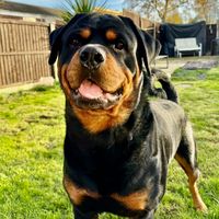 frankthetankrottweiler