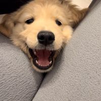 zoathegolden