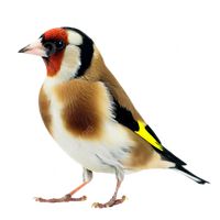 pasion.por.los.jilgueros