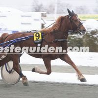 rracehorses