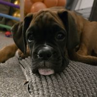 beartheboxerdog