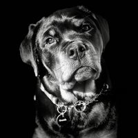 athena.the.rottie