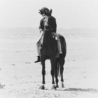 dutch_warmblood