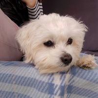 maya_bichon_maltez