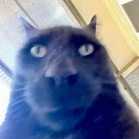 original sound - throwaway825289371