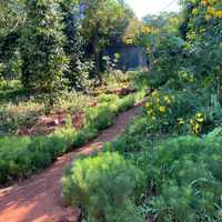 nhạc nền - Thỏ Đen