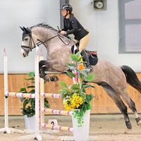zarembahorses