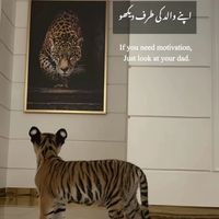 haroon__shinwari